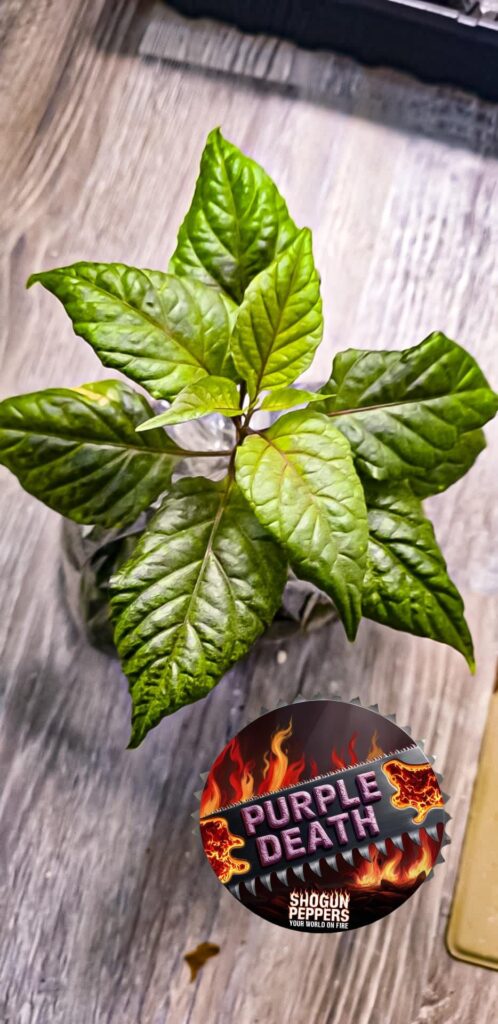 2025 here we go ♥️