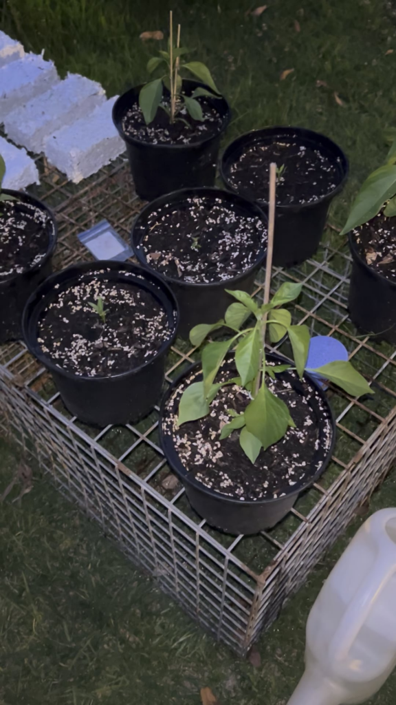 No clue what’s going on here. I would appreciate some help.