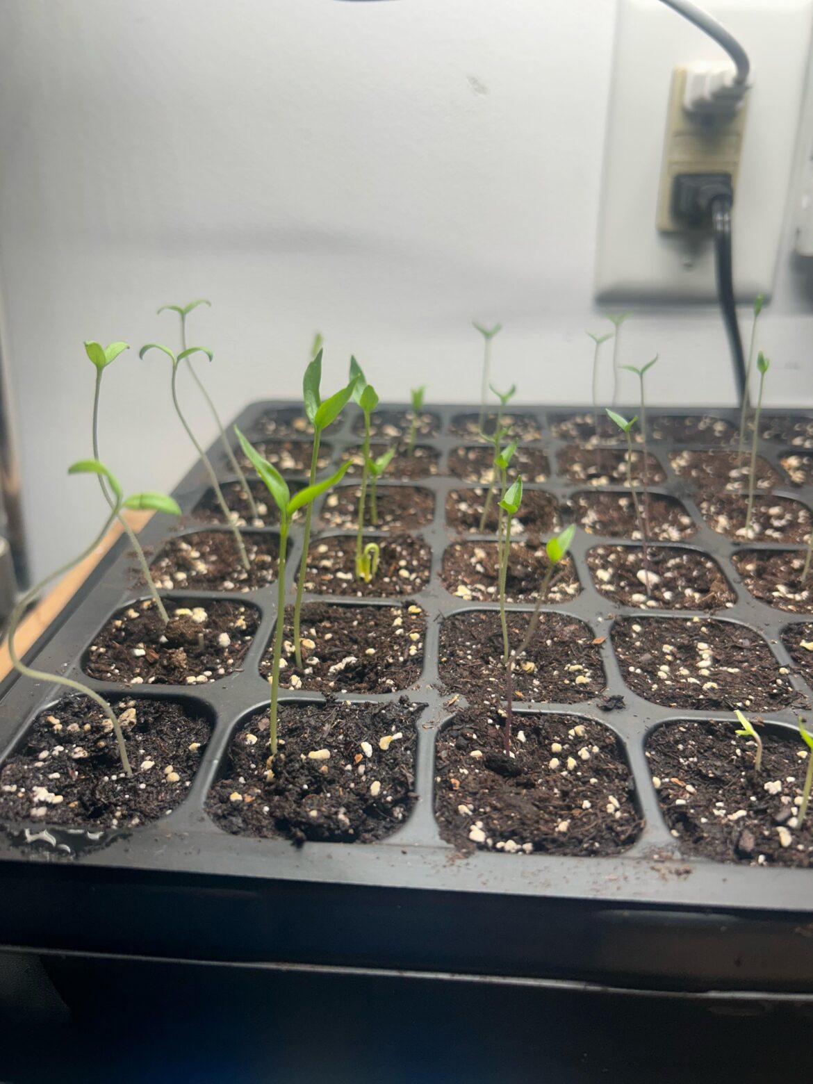 Seedlings growing too tall?