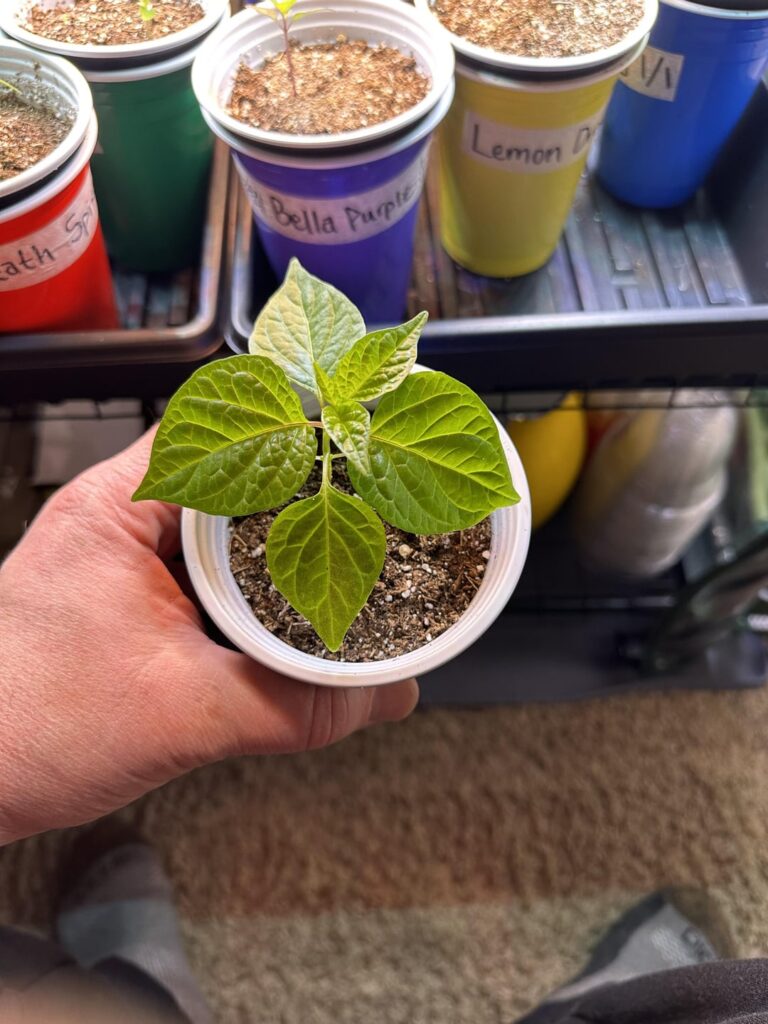 Day 27 Update various peppers