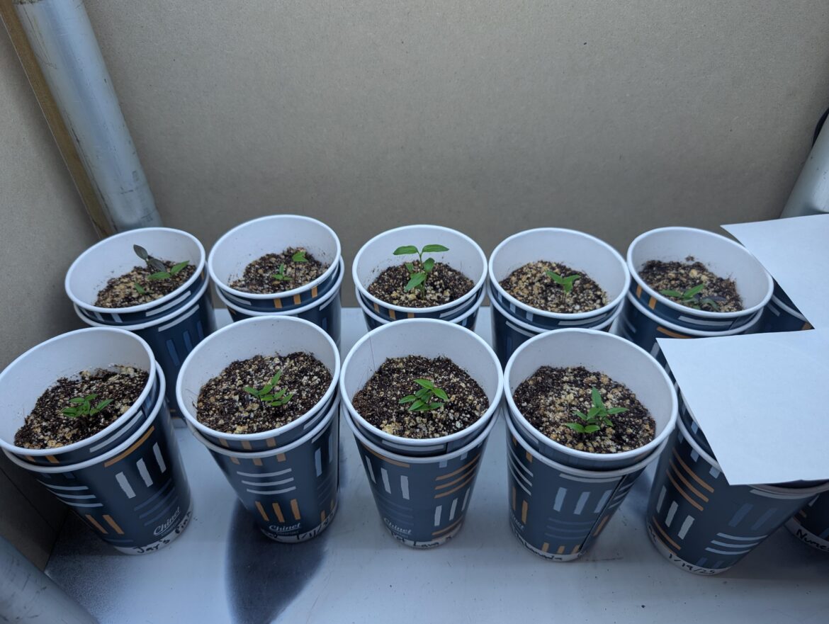 First time germinating! First time germinating!