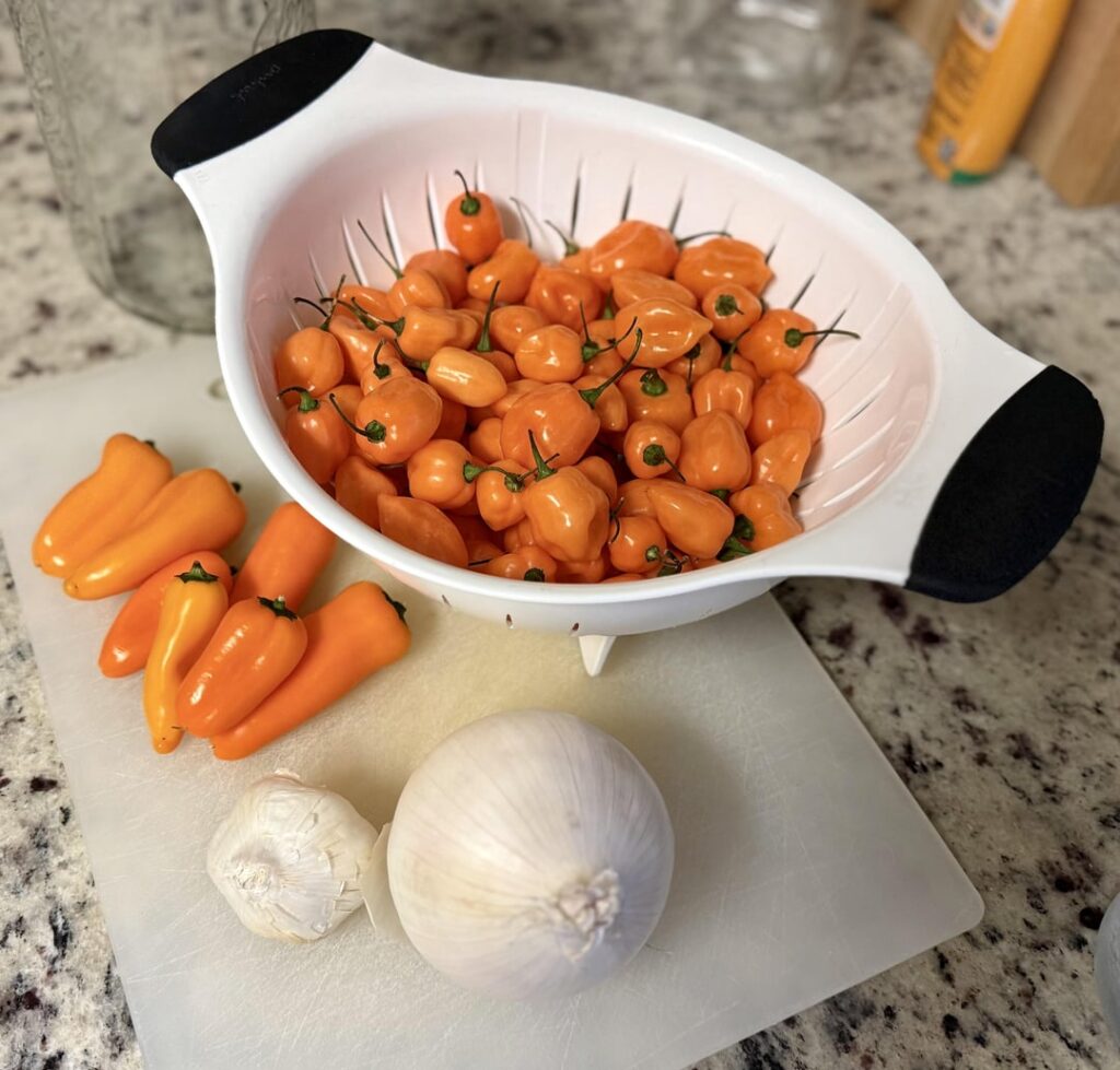Lactofermented Habanero Sauce coming up