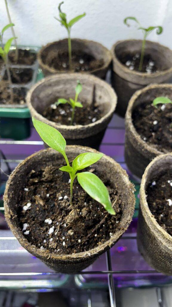 Newcomer, I think I potted up too early Newcomer, I think I potted up too early