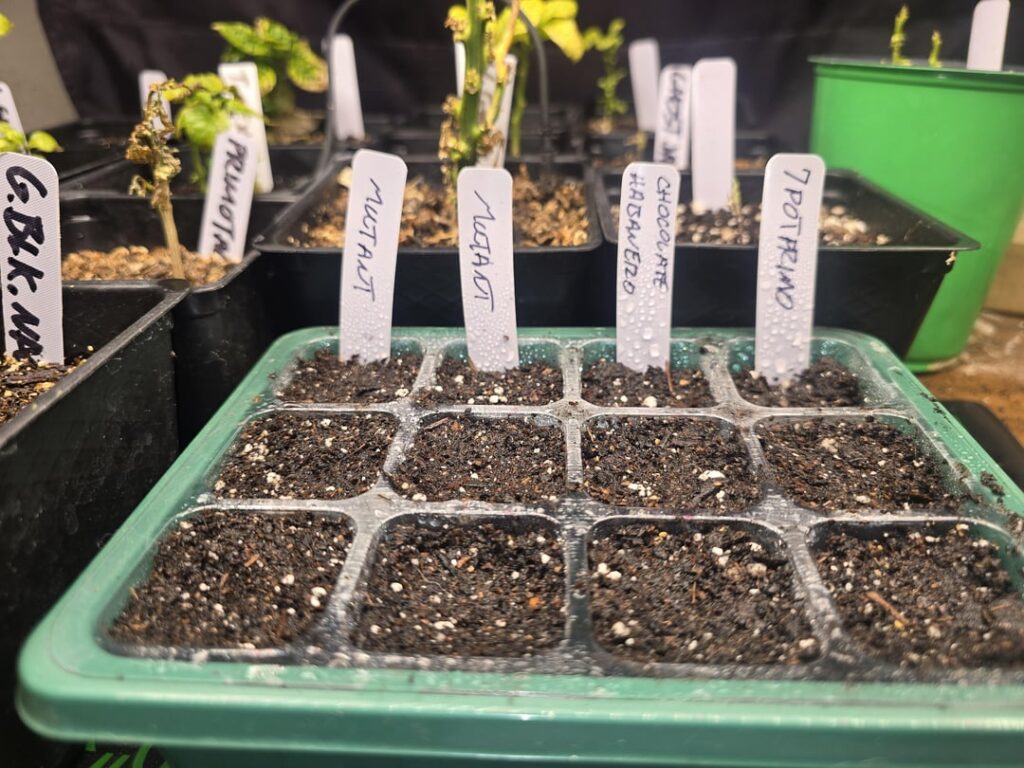 Planted a few seeds today Planted a few seeds today