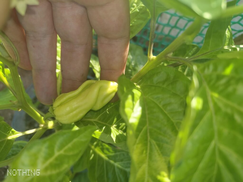 Take a guess what chilli it is?