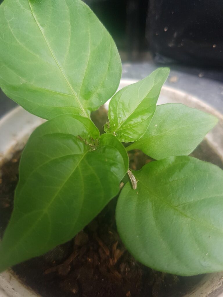 Hi guys first time grower here. Hi guys first time grower here.