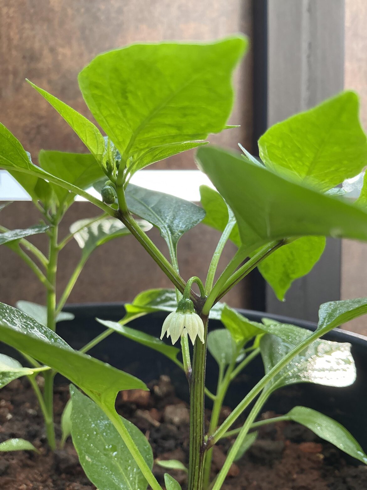 First jalapeño flower! Hope to see more.