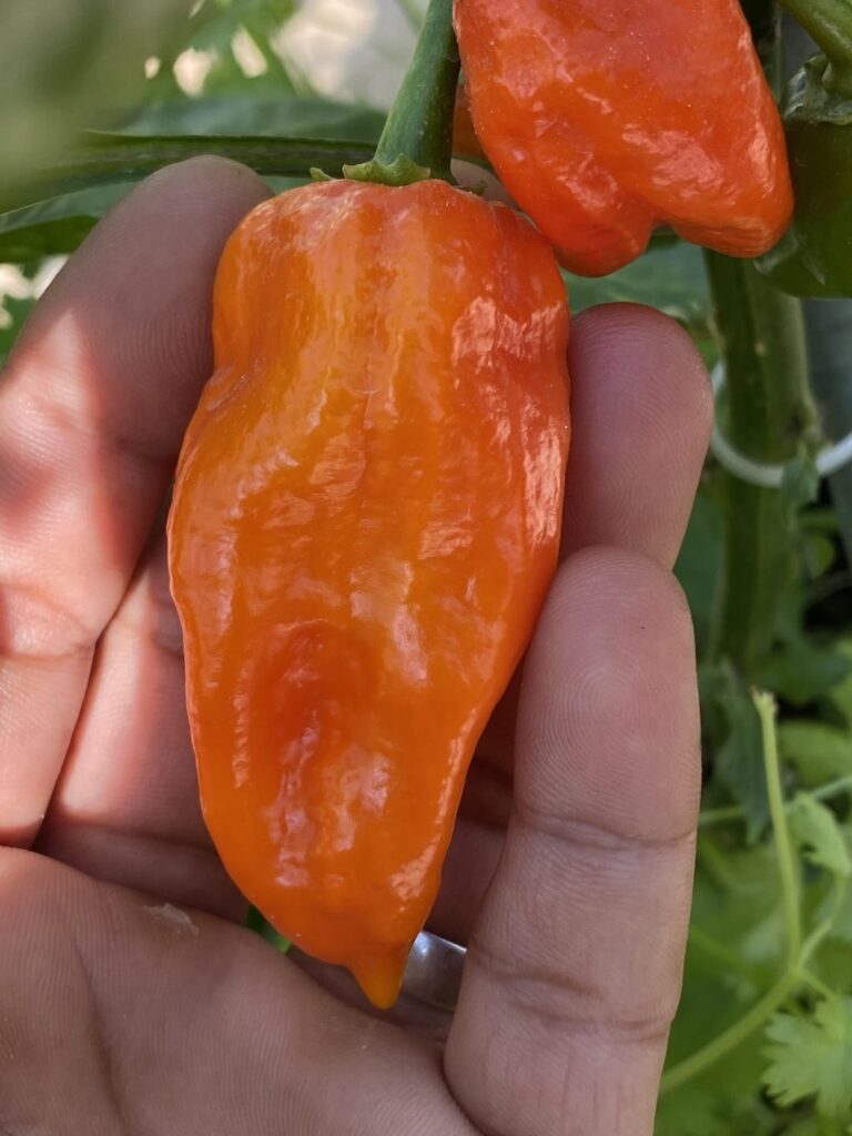 yellow habanero