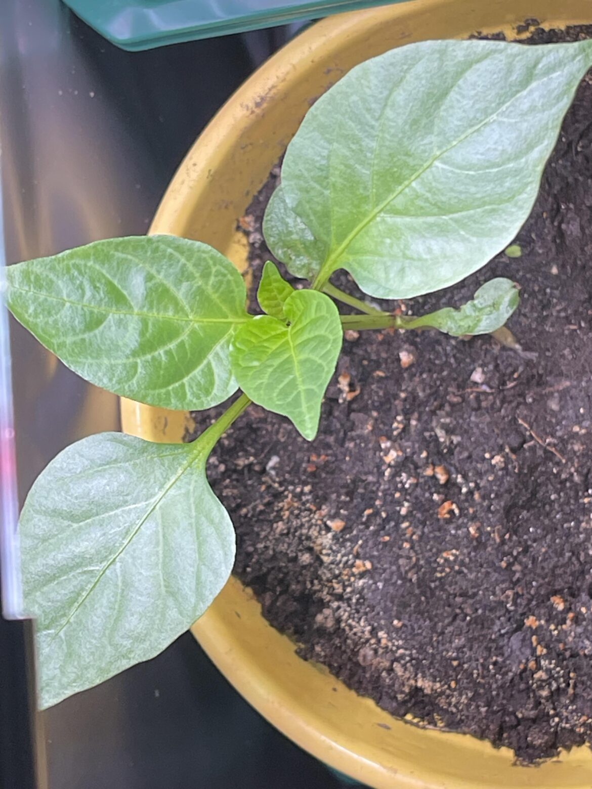 I think I accidentally started these Longhorns too early…(Zone 6b).