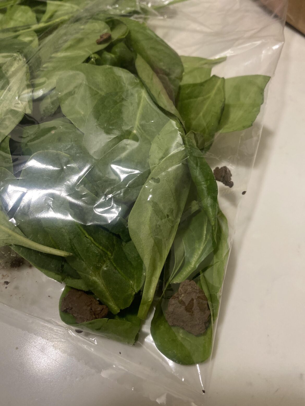 chunks of dirt in spinach packaging??