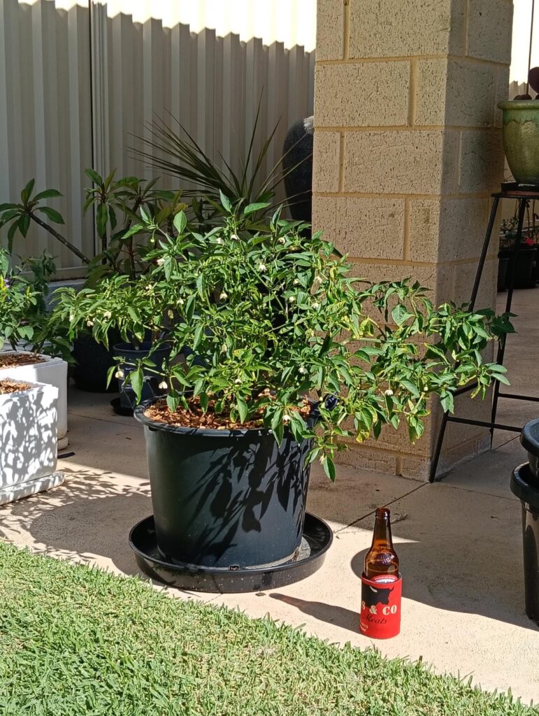 As still a fairly novice chilli grower here, it'd be nice to have opinions and or advice on my cayenne plant, it's 9 months old (375 ml beer for reference)