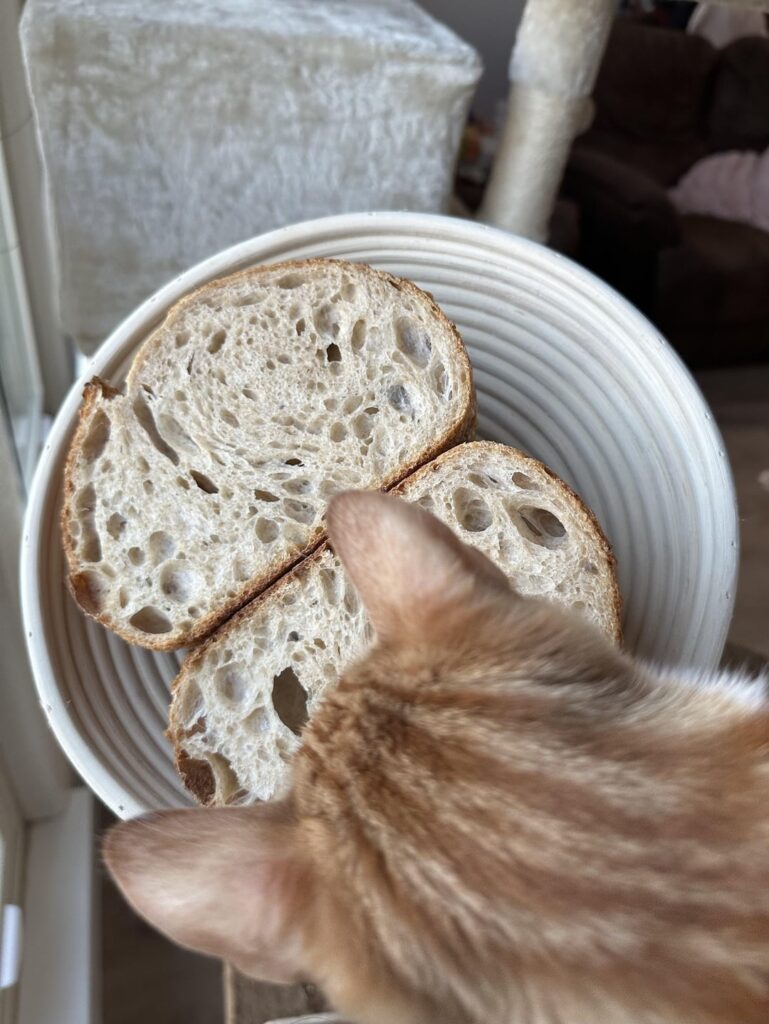 Cats obsessed with bread Cats obsessed with bread