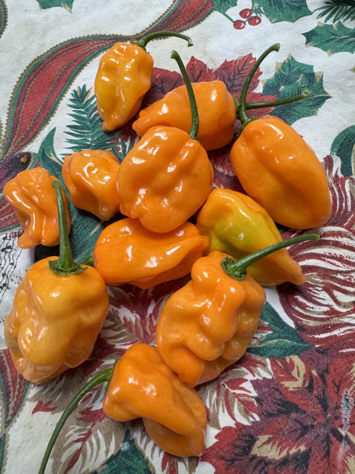 Habanero dude is looking at me (and you!) bottom right!