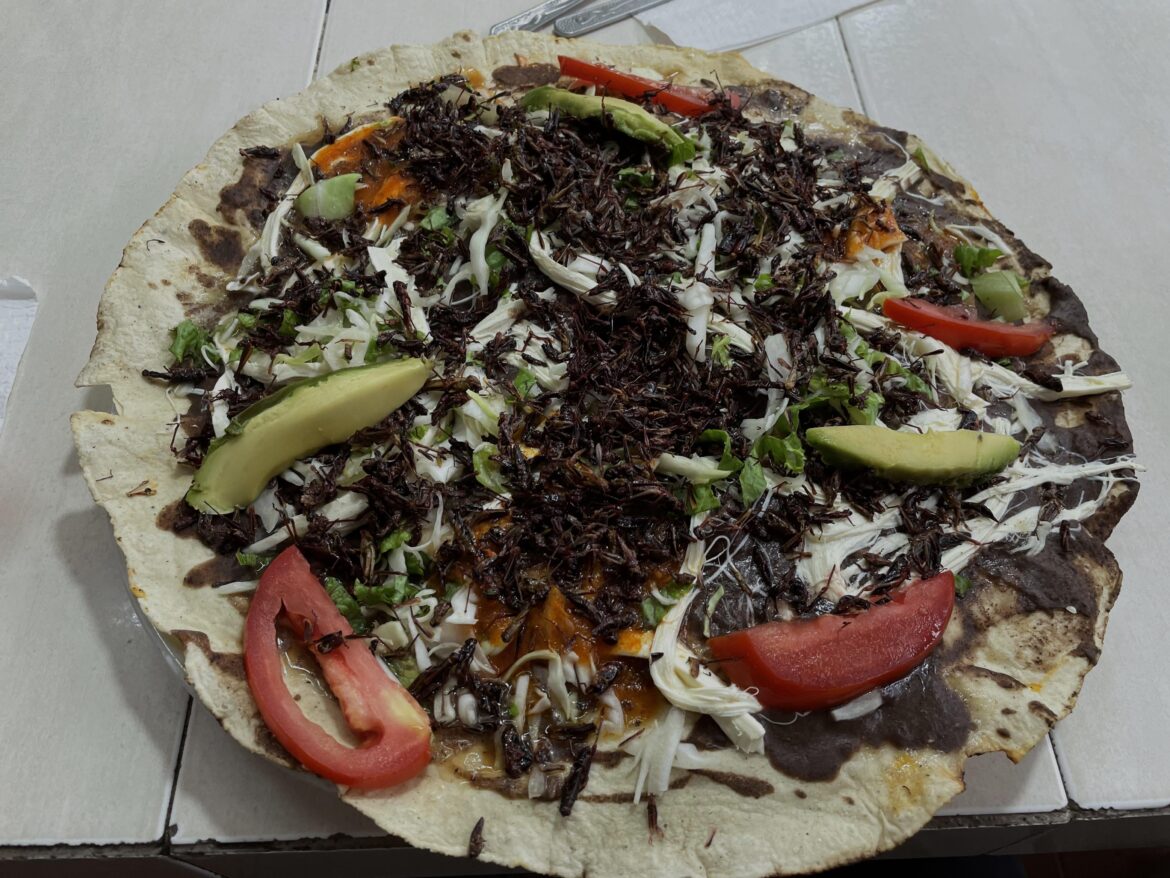 Tlayuda con chapulines from Mercado 20 de Noviembre in Oaxaca