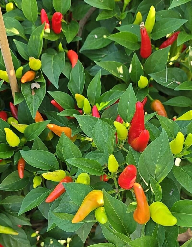 ID request ID request