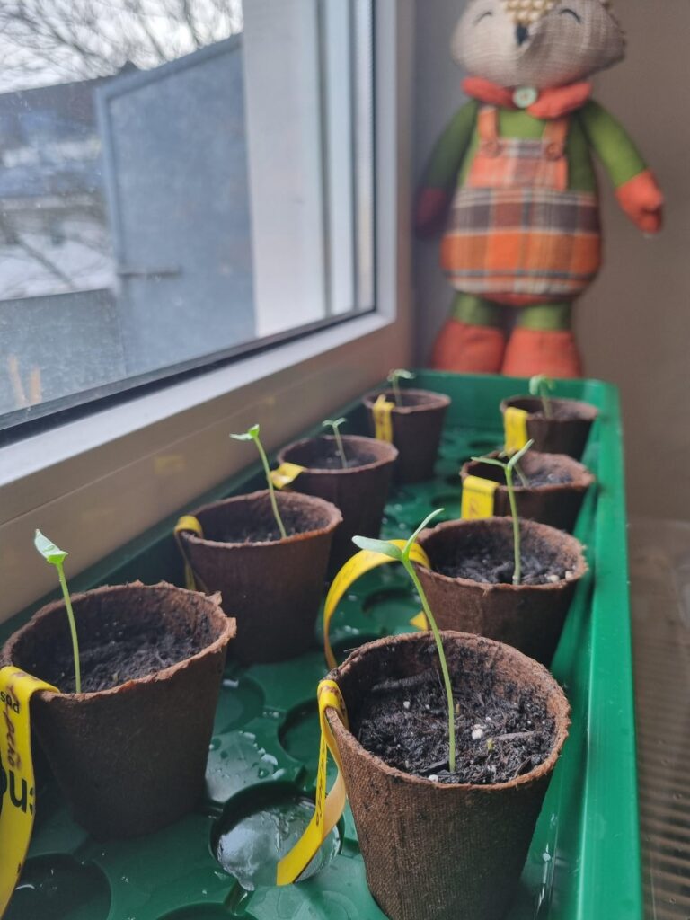 First time growing pepper, the season begins !