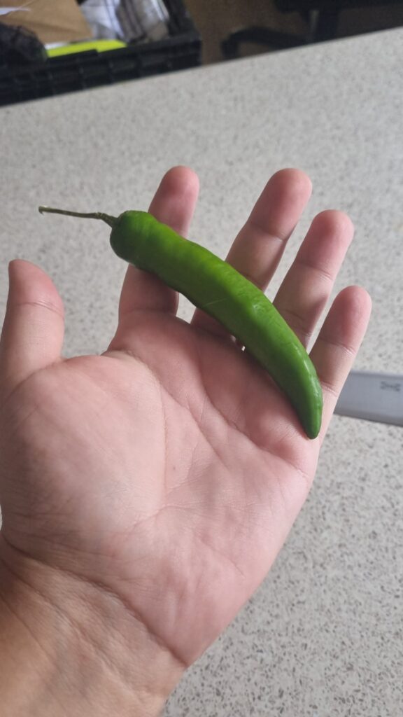 Unsure on type of pepper. Unsure on type of pepper.