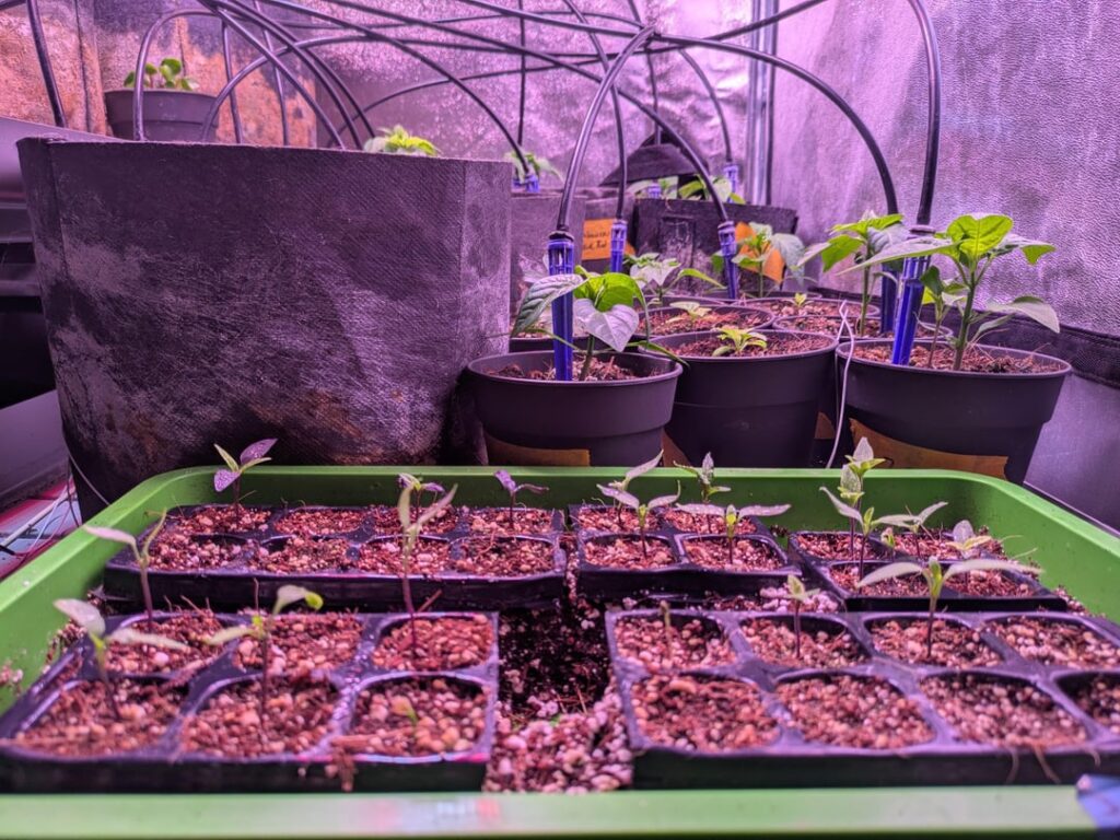 This years' batch is slowly getting there