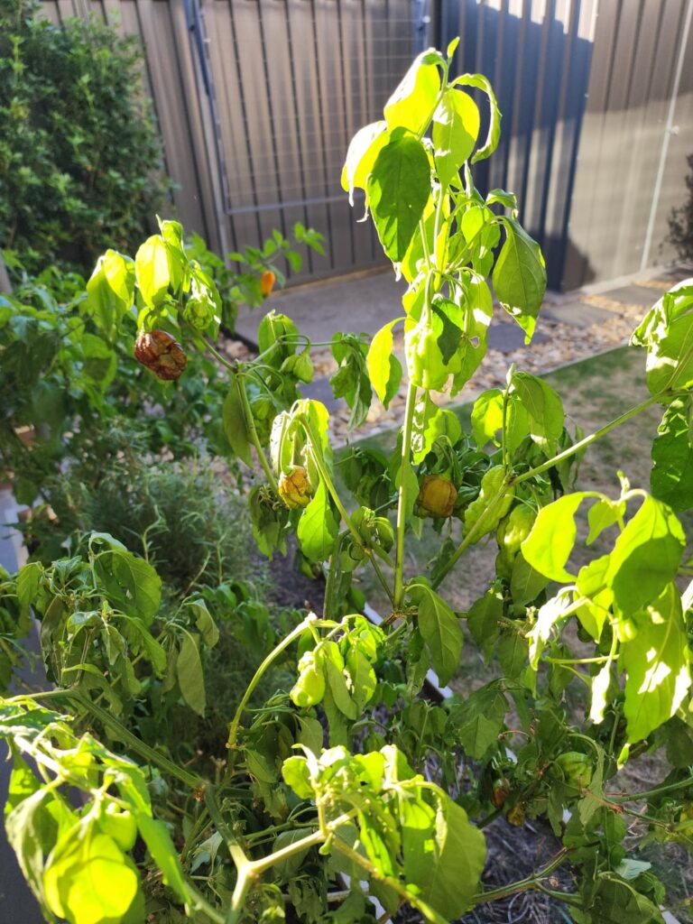 Is there something wrong with my carolina reaper? Is there something wrong with my carolina reaper?