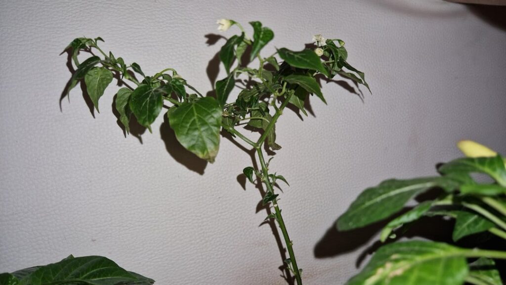 This Aji Mojo is driving me nuts This Aji Mojo is driving me nuts