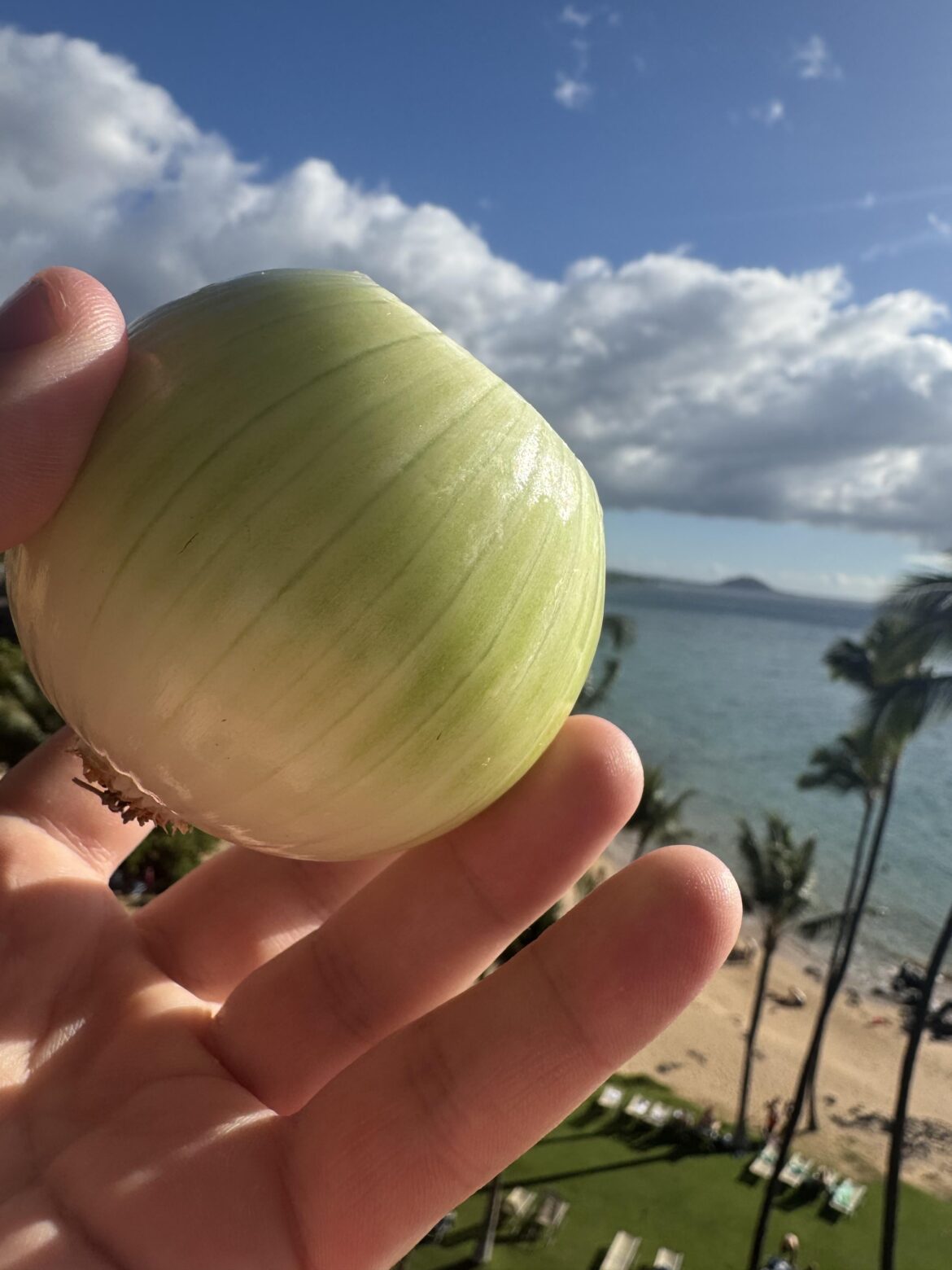 Any love for sweet Maui onions around here?