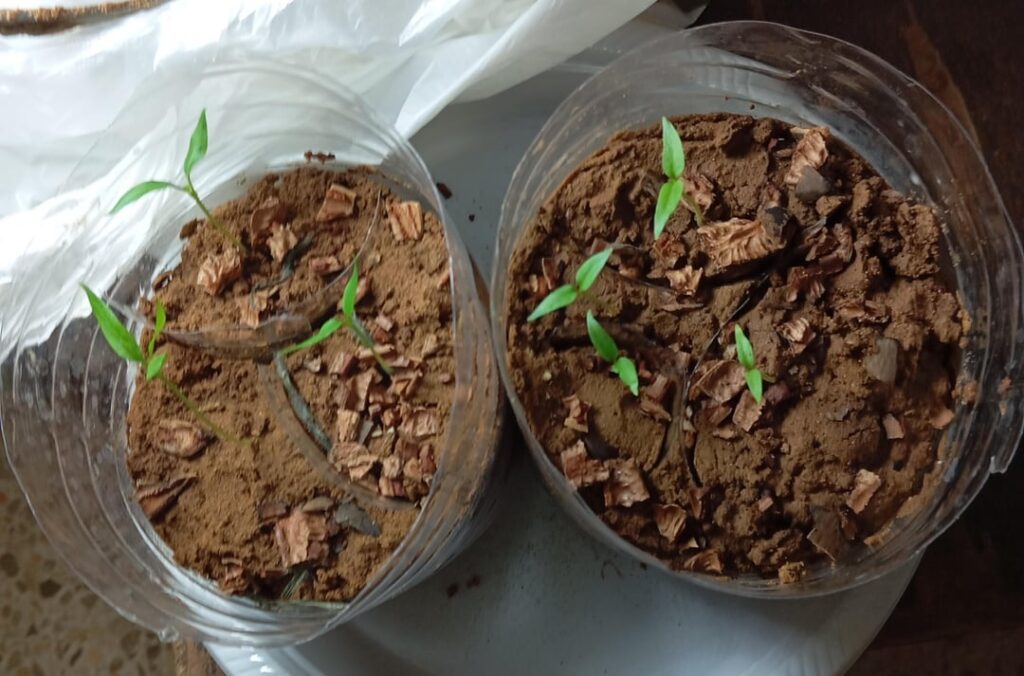 I used some piss poor soil...