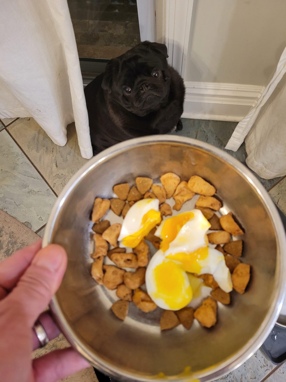 Sushi the Pug is a HUGE fan of this subreddit