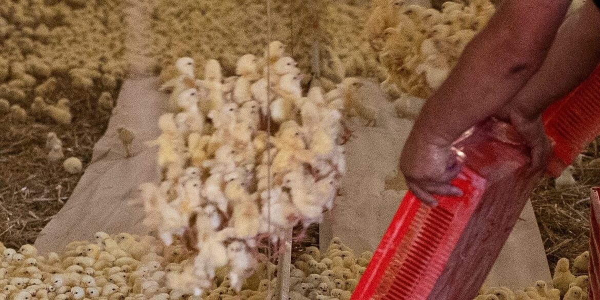 Eating Animals Is Pushing Us Toward the Next Pandemic