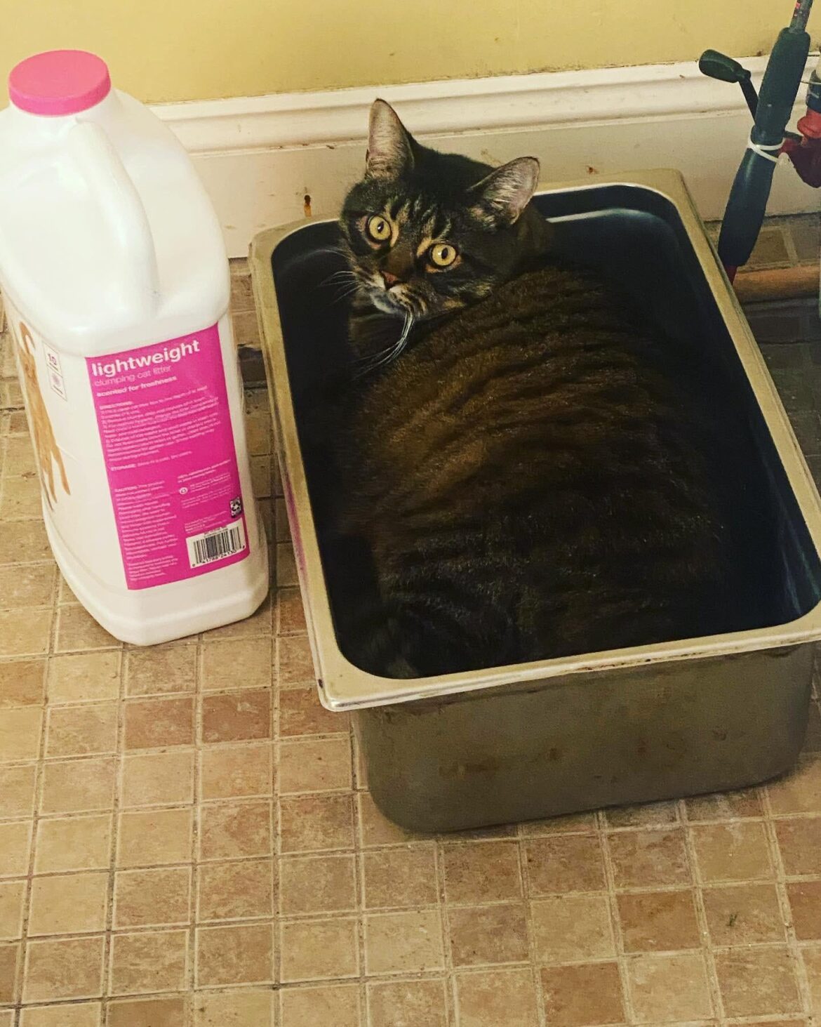 Was talking to some chef friends about my fat cat and showed them this picture. They thought it was a half hotel pan…it’s a full hotel pan. My cat fills a full 6inch hotel pan.