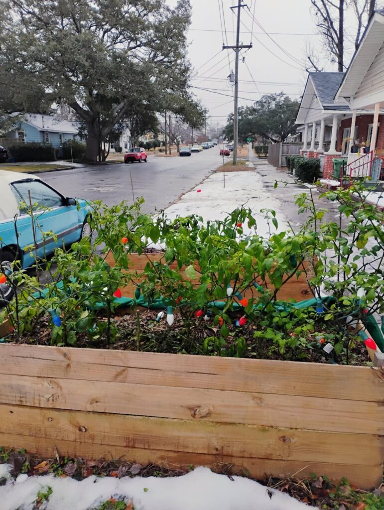 Should I prune the freeze damage? Should I prune the freeze damage?