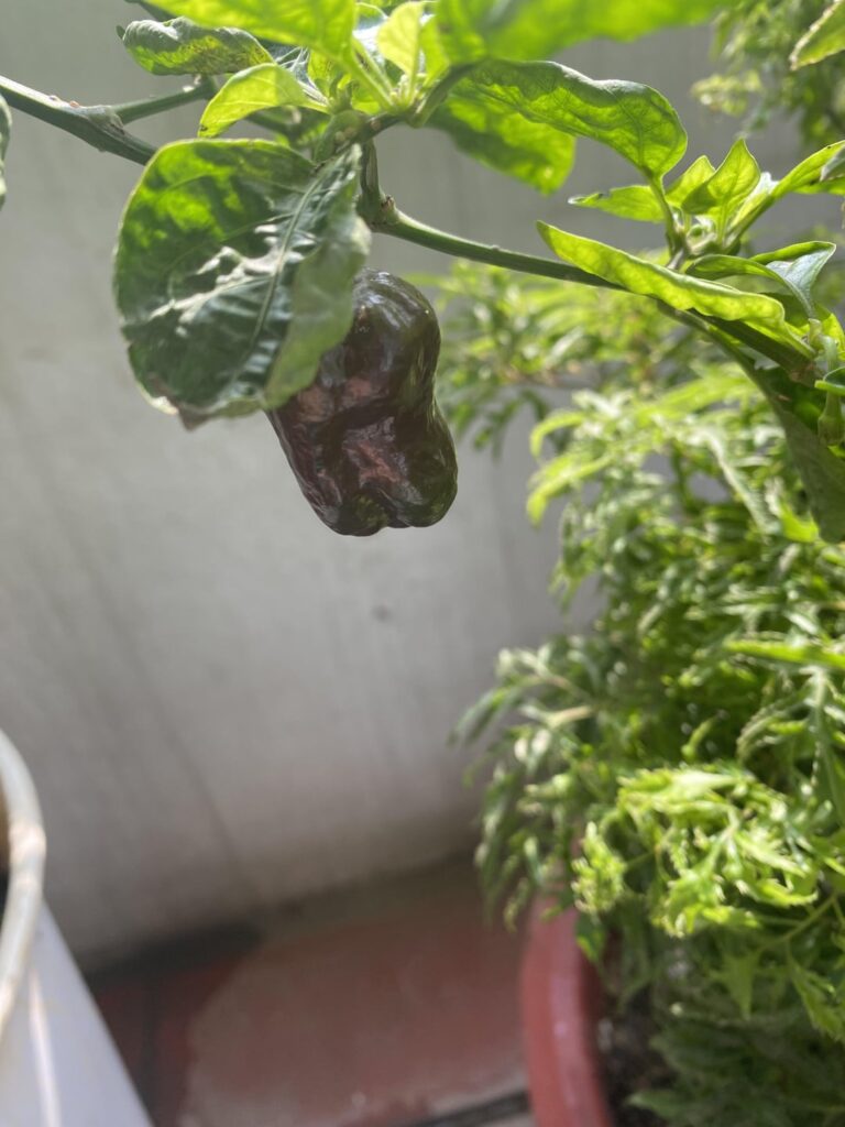 Peppers identification