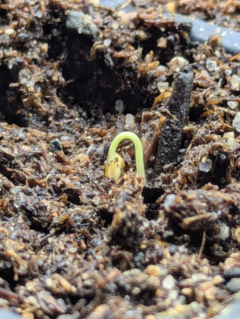 Pink habanero - the first seed to sprout (5 days)