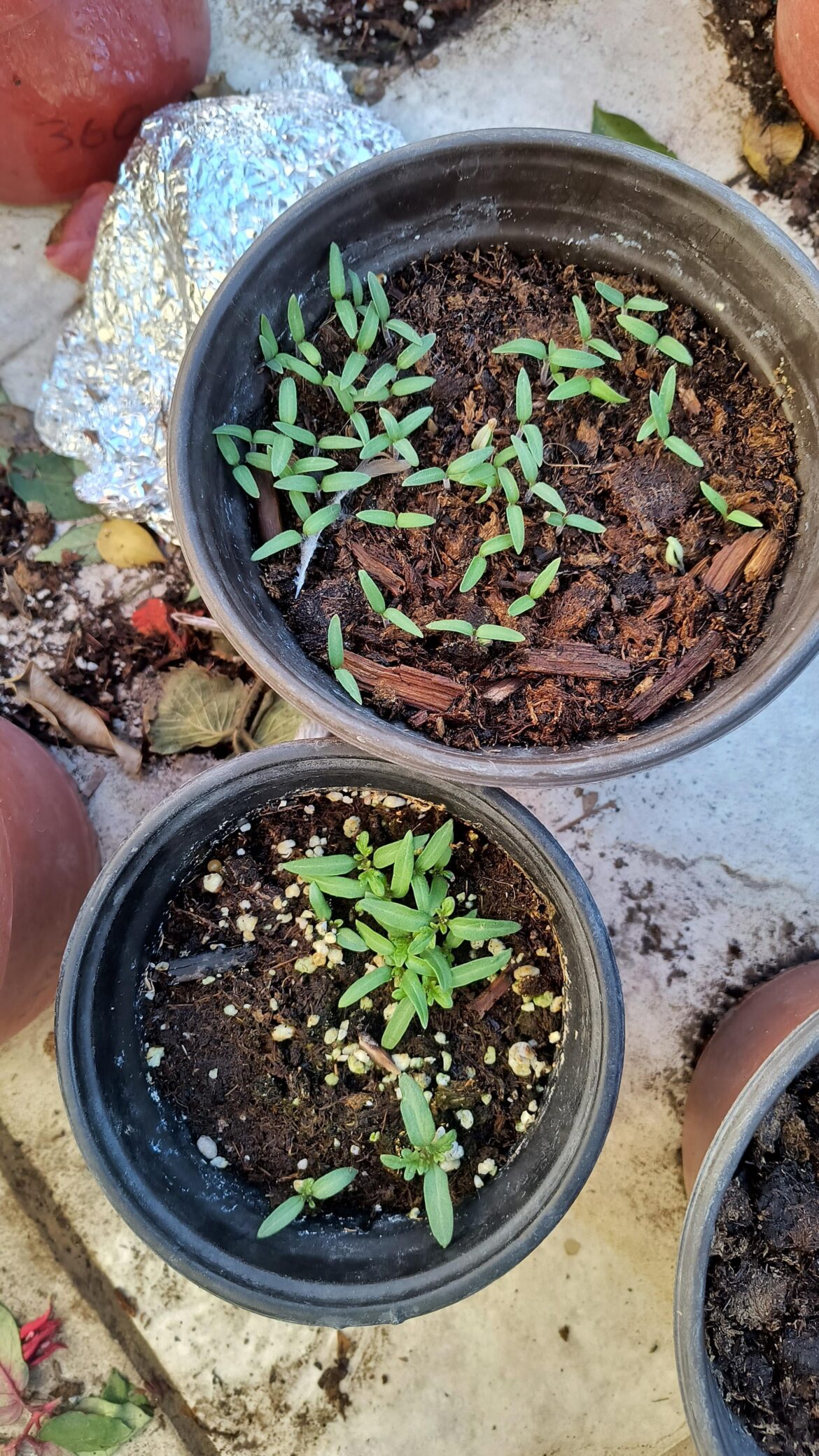 How long should I wait to separate them? These are little Bing dwarf tomatoes
