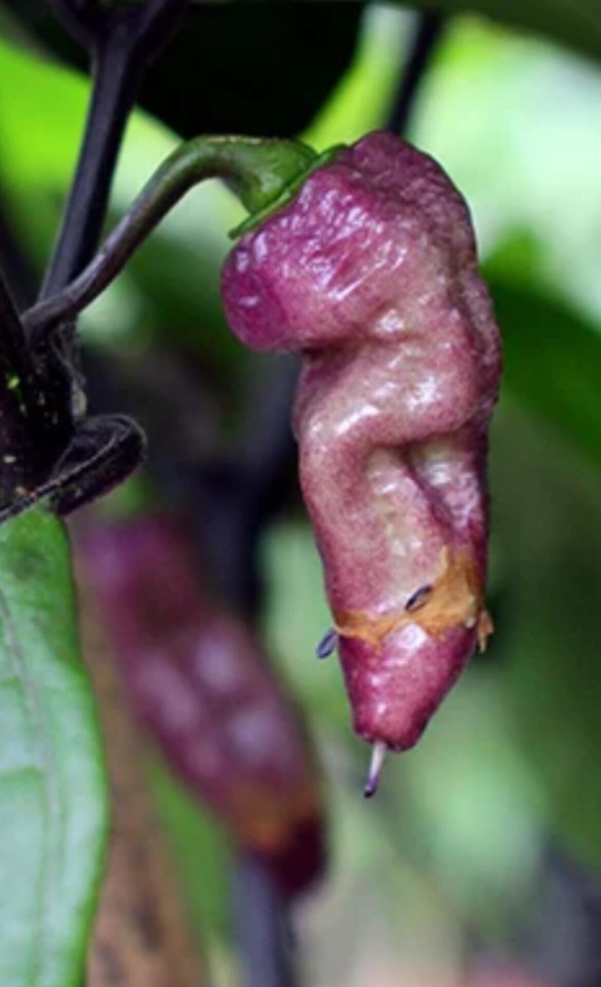 Do I plant multiple seeds in one big pot or 1 to grow thors thunderbolt?