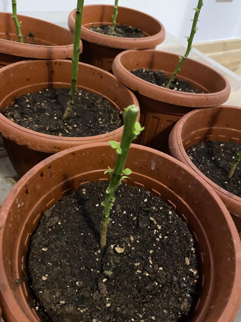 Is it too soon for them to sprout leaves?