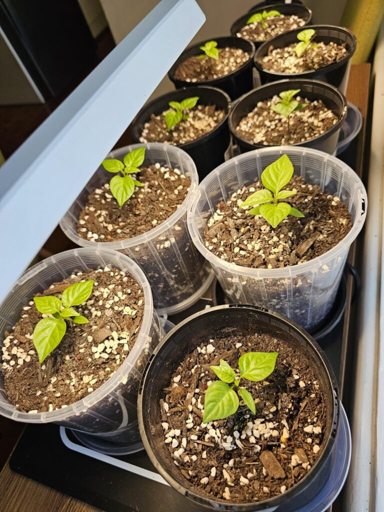 Do my reapers look healthy?