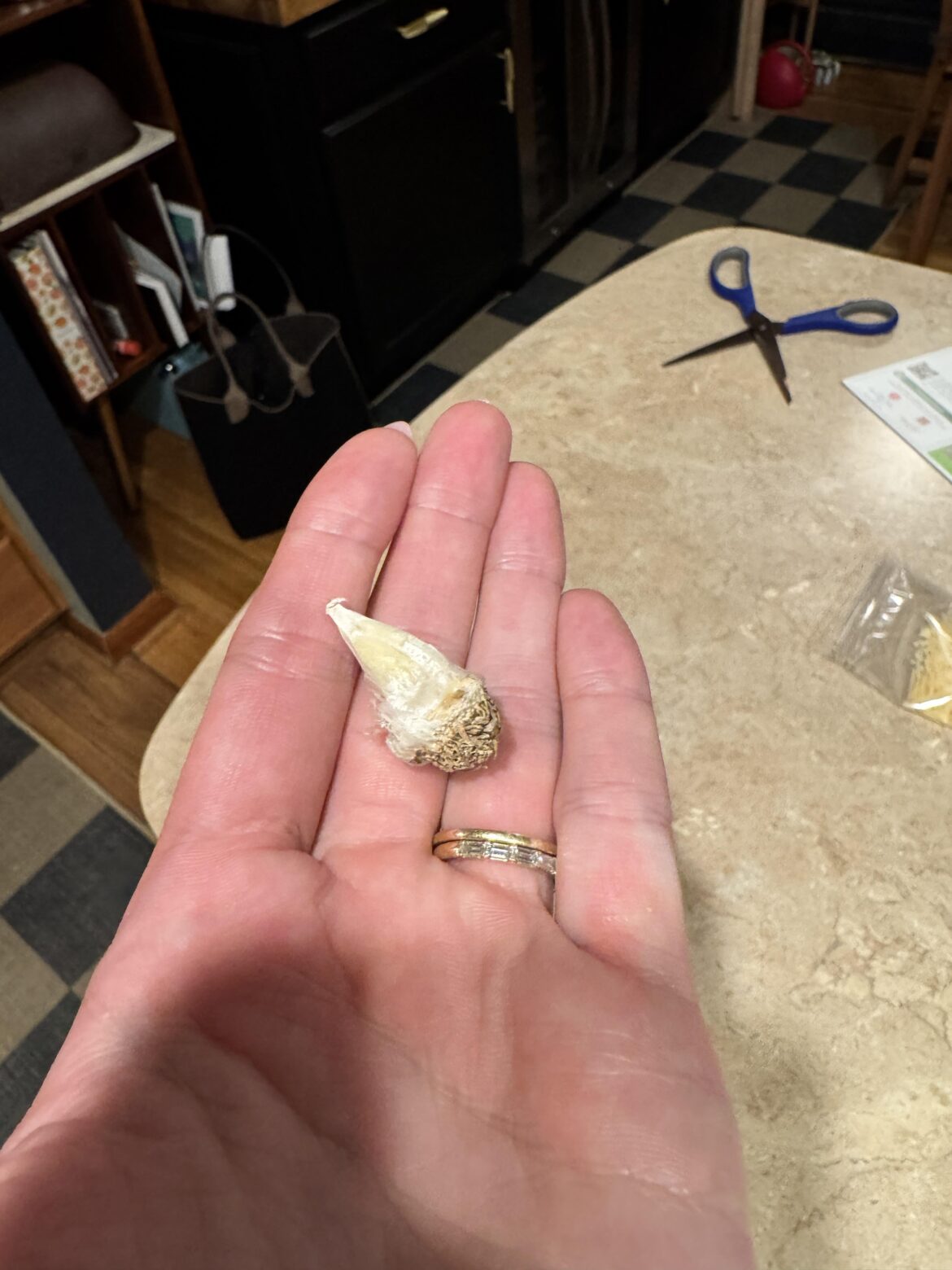 The garlic I was given 🤬