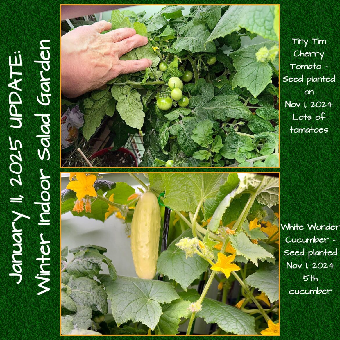 Winter Indoor Salad Garden