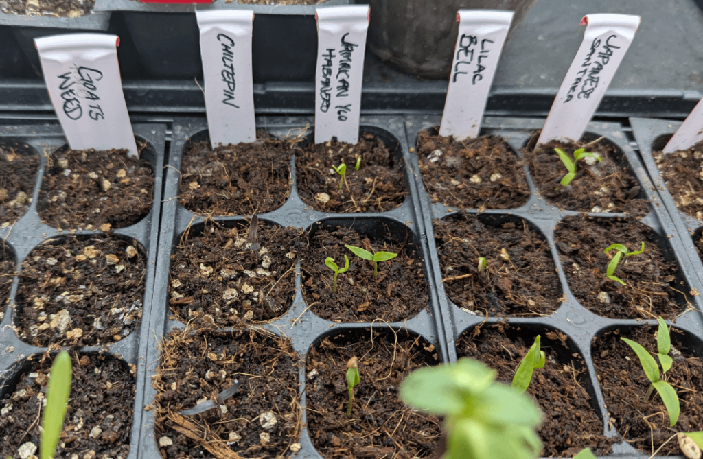 Chiltepins sprouted dark purple Chiltepins sprouted dark purple