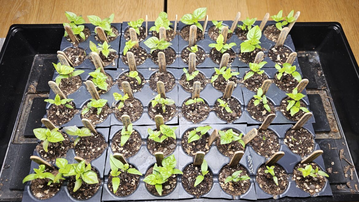 First post and first time growing from seed!