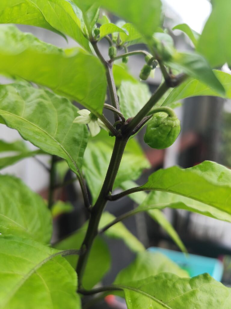 Reapers progress pic