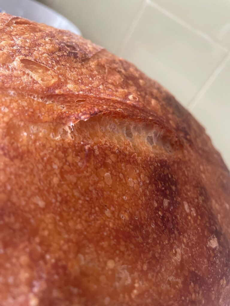 Look at that EAR!!! Look at that EAR!!!