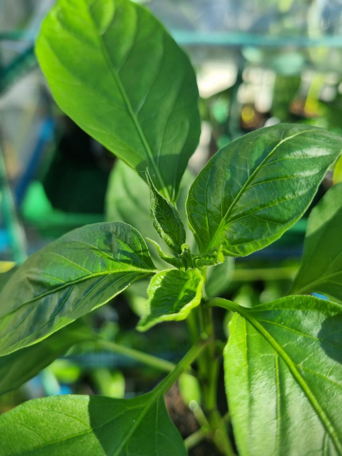 Curling/wilting on pepper leaves