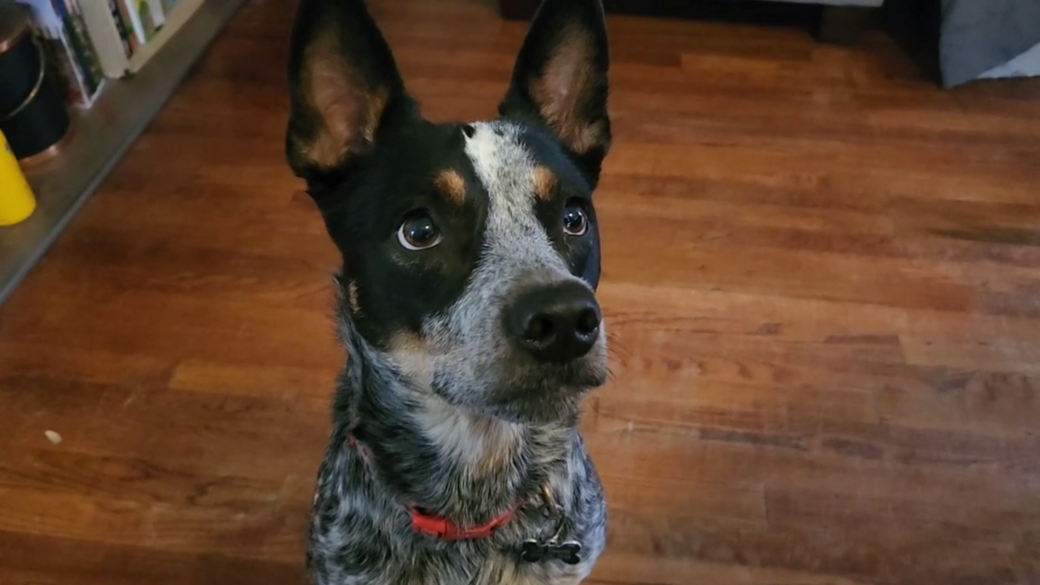 What Thanksgiving foods are safe for your pets? What Thanksgiving foods are safe for your pets?