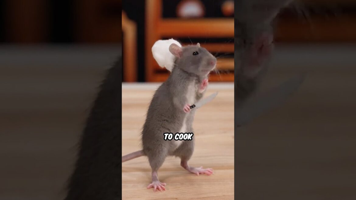 Ratatouille IRL