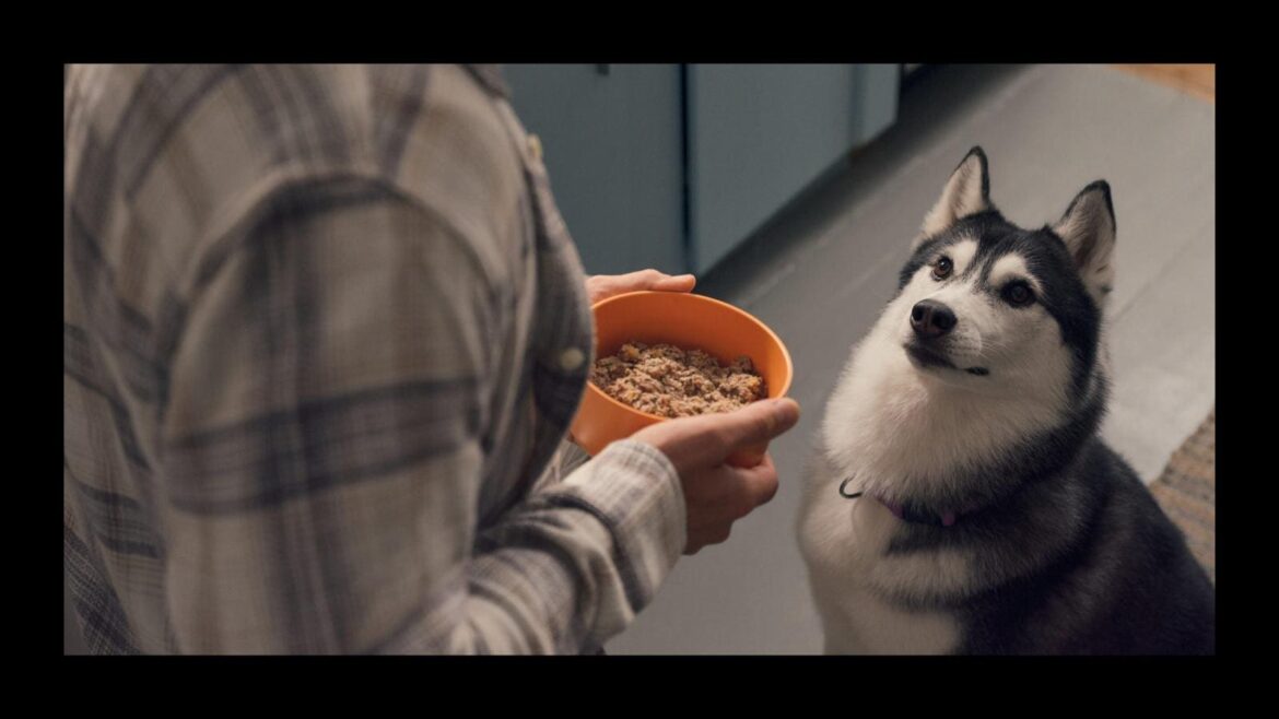 Dog Food For Picky Eaters 2025