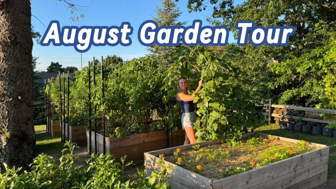 Full Vegetable Garden Tour - August 2024 - Michigan Zone 6a