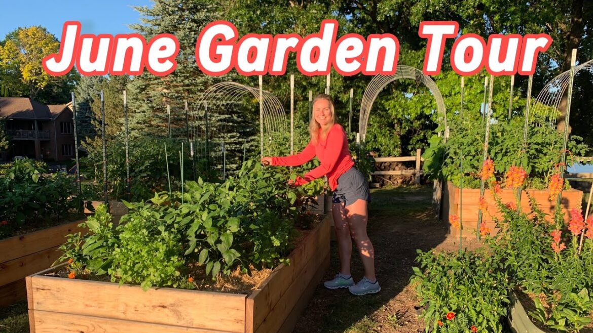 My Full Vegetable Garden Tour – June 2024 – Michigan Zone 6a My Full Vegetable Garden Tour - June 2024 - Michigan Zone 6a