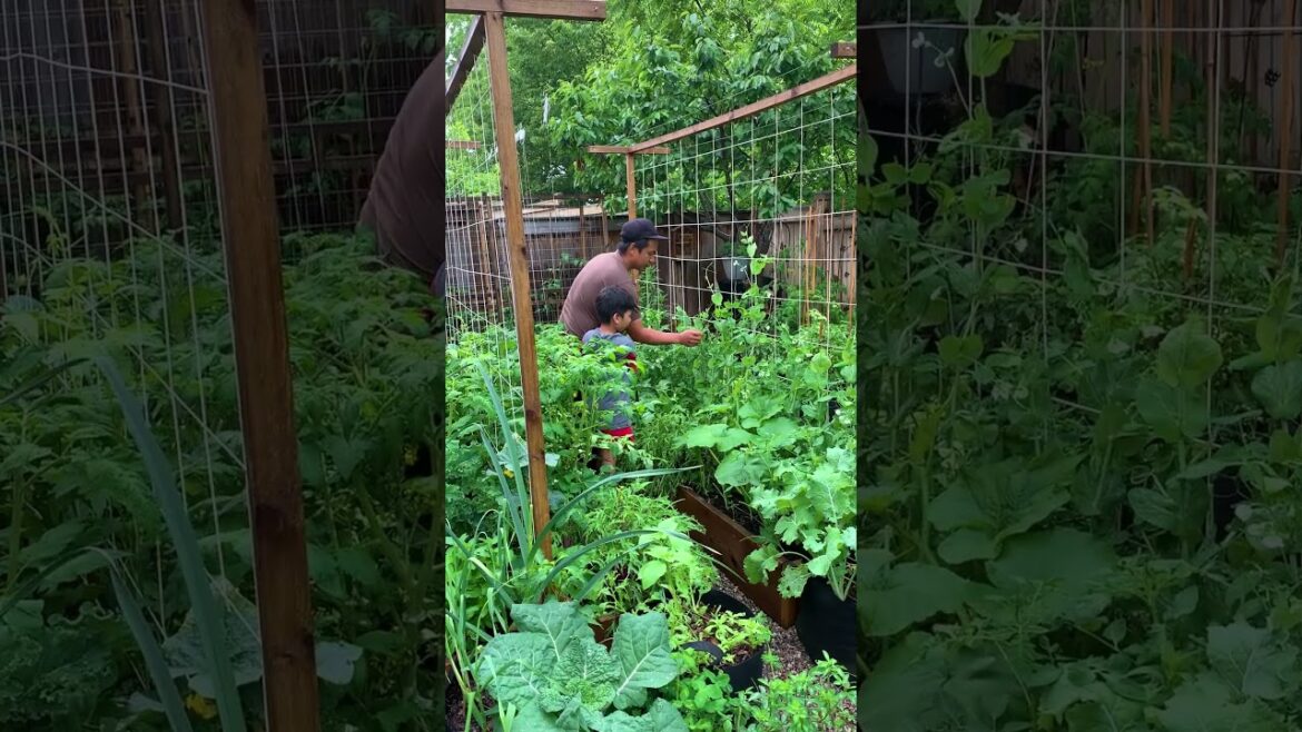 Economical DIY trellis worked!