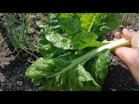Simple Delicious Creamed Spinach / How to Make Creamed Spinach Recipe
